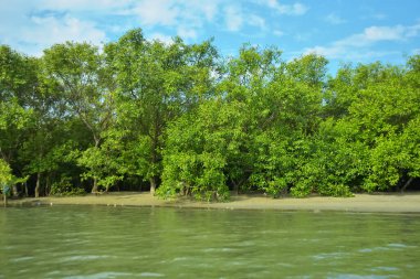Coxs Bazar, Bangladeş 'teki Bakkhali Nehri' nin gelgit suları boyunca uzanan yoğun yeşil mangrov ormanı sakin bir su, yemyeşil bitki örtüsü ve sakin bir çevre manzarasında doğal gün ışığını gösteren tropikal bir kıyı ekosistemini gösteriyor..