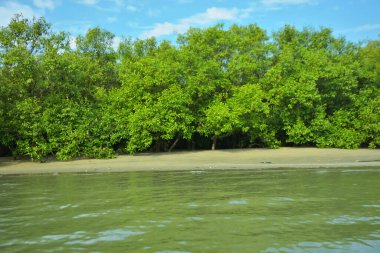 Coxs Bazar, Bangladeş 'teki Bakkhali Nehri' nin gelgit suları boyunca uzanan yoğun yeşil mangrov ormanı sakin bir su, yemyeşil bitki örtüsü ve sakin bir çevre manzarasında doğal gün ışığını gösteren tropikal bir kıyı ekosistemini gösteriyor..