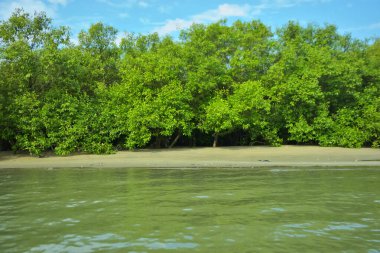 Coxs Bazar, Bangladeş 'teki Bakkhali Nehri' nin gelgit suları boyunca uzanan yoğun yeşil mangrov ormanı sakin bir su, yemyeşil bitki örtüsü ve sakin bir çevre manzarasında doğal gün ışığını gösteren tropikal bir kıyı ekosistemini gösteriyor..