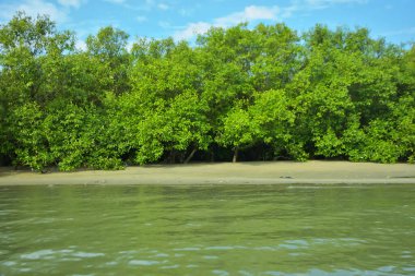 Coxs Bazar, Bangladeş 'teki Bakkhali Nehri' nin gelgit suları boyunca uzanan yoğun yeşil mangrov ormanı sakin bir su, yemyeşil bitki örtüsü ve sakin bir çevre manzarasında doğal gün ışığını gösteren tropikal bir kıyı ekosistemini gösteriyor..