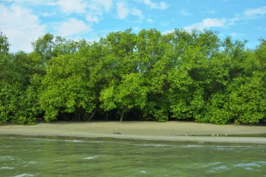Coxs Bazar, Bangladeş 'teki Bakkhali Nehri' nin gelgit suları boyunca uzanan yoğun yeşil mangrov ormanı sakin bir su, yemyeşil bitki örtüsü ve sakin bir çevre manzarasında doğal gün ışığını gösteren tropikal bir kıyı ekosistemini gösteriyor..