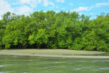 Coxs Bazar, Bangladeş 'teki Bakkhali Nehri' nin gelgit suları boyunca uzanan yoğun yeşil mangrov ormanı sakin bir su, yemyeşil bitki örtüsü ve sakin bir çevre manzarasında doğal gün ışığını gösteren tropikal bir kıyı ekosistemini gösteriyor..