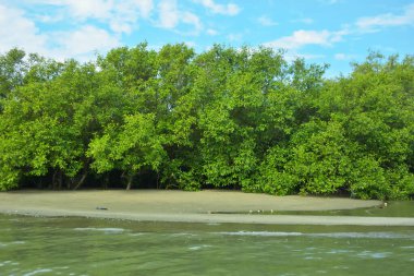 Coxs Bazar, Bangladeş 'teki Bakkhali Nehri' nin gelgit suları boyunca uzanan yoğun yeşil mangrov ormanı sakin bir su, yemyeşil bitki örtüsü ve sakin bir çevre manzarasında doğal gün ışığını gösteren tropikal bir kıyı ekosistemini gösteriyor..