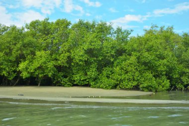 Coxs Bazar, Bangladeş 'teki Bakkhali Nehri' nin gelgit suları boyunca uzanan yoğun yeşil mangrov ormanı sakin bir su, yemyeşil bitki örtüsü ve sakin bir çevre manzarasında doğal gün ışığını gösteren tropikal bir kıyı ekosistemini gösteriyor..