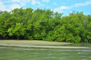 Coxs Bazar, Bangladeş 'teki Bakkhali Nehri' nin gelgit suları boyunca uzanan yoğun yeşil mangrov ormanı sakin bir su, yemyeşil bitki örtüsü ve sakin bir çevre manzarasında doğal gün ışığını gösteren tropikal bir kıyı ekosistemini gösteriyor..