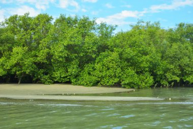 Coxs Bazar, Bangladeş 'teki Bakkhali Nehri' nin gelgit suları boyunca uzanan yoğun yeşil mangrov ormanı sakin bir su, yemyeşil bitki örtüsü ve sakin bir çevre manzarasında doğal gün ışığını gösteren tropikal bir kıyı ekosistemini gösteriyor..