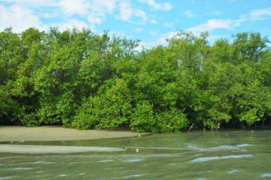 Coxs Bazar, Bangladeş 'teki Bakkhali Nehri' nin gelgit suları boyunca uzanan yoğun yeşil mangrov ormanı sakin bir su, yemyeşil bitki örtüsü ve sakin bir çevre manzarasında doğal gün ışığını gösteren tropikal bir kıyı ekosistemini gösteriyor..