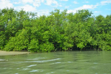 Cox 's Bazar, Bangladeş' teki Bakkhali Nehri boyunca canlı yeşil bir mangrov ormanı. Görüntü, bereketli ağaç hattını parlak, parçalı bulutlu bir gökyüzünün altında kumlu bir nehir kıyısında suyun kenarına vuruşunu gösteriyor..
