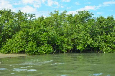 Cox 's Bazar, Bangladeş' teki Bakkhali Nehri boyunca canlı yeşil bir mangrov ormanı. Görüntü, bereketli ağaç hattını parlak, parçalı bulutlu bir gökyüzünün altında kumlu bir nehir kıyısında suyun kenarına vuruşunu gösteriyor..