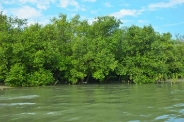 Cox 's Bazar, Bangladeş' teki Bakkhali Nehri boyunca canlı yeşil bir mangrov ormanı. Görüntü, bereketli ağaç hattını parlak, parçalı bulutlu bir gökyüzünün altında kumlu bir nehir kıyısında suyun kenarına vuruşunu gösteriyor..