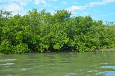Cox 's Bazar, Bangladeş' teki Bakkhali Nehri boyunca canlı yeşil bir mangrov ormanı. Görüntü, bereketli ağaç hattını parlak, parçalı bulutlu bir gökyüzünün altında kumlu bir nehir kıyısında suyun kenarına vuruşunu gösteriyor..