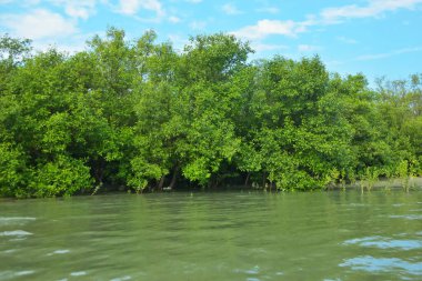 Cox 's Bazar, Bangladeş' teki Bakkhali Nehri boyunca canlı yeşil bir mangrov ormanı. Görüntü, bereketli ağaç hattını parlak, parçalı bulutlu bir gökyüzünün altında kumlu bir nehir kıyısında suyun kenarına vuruşunu gösteriyor..