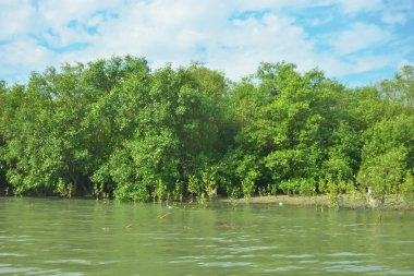 Cox 's Bazar, Bangladeş' teki Bakkhali Nehri boyunca canlı yeşil bir mangrov ormanı. Görüntü, bereketli ağaç hattını parlak, parçalı bulutlu bir gökyüzünün altında kumlu bir nehir kıyısında suyun kenarına vuruşunu gösteriyor..