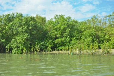 Cox 's Bazar, Bangladeş' teki Bakkhali Nehri boyunca canlı yeşil bir mangrov ormanı. Görüntü, bereketli ağaç hattını parlak, parçalı bulutlu bir gökyüzünün altında kumlu bir nehir kıyısında suyun kenarına vuruşunu gösteriyor..