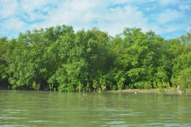 Cox 's Bazar, Bangladeş' teki Bakkhali Nehri boyunca canlı yeşil bir mangrov ormanı. Görüntü, bereketli ağaç hattını parlak, parçalı bulutlu bir gökyüzünün altında kumlu bir nehir kıyısında suyun kenarına vuruşunu gösteriyor..
