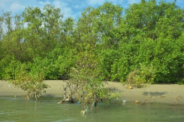 Cox 's Bazar, Bangladeş' teki Bakkhali Nehri 'nin aşağısındaki mangrov ormanının sakin bir manzarası. Görüntüde açık kumlu bir nehir kıyısı, açık mavi bulutların altında yemyeşil bir ağaçla buluşuyor..