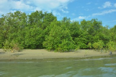 Cox 's Bazar, Bangladeş' teki Bakkhali Nehri 'nin aşağısındaki mangrov ormanının sakin bir manzarası. Görüntüde açık kumlu bir nehir kıyısı, açık mavi bulutların altında yemyeşil bir ağaçla buluşuyor..