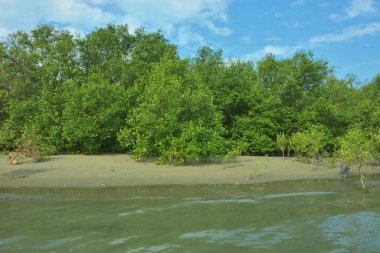 Cox 's Bazar, Bangladeş' teki Bakkhali Nehri 'nin aşağısındaki mangrov ormanının sakin bir manzarası. Görüntüde açık kumlu bir nehir kıyısı, açık mavi bulutların altında yemyeşil bir ağaçla buluşuyor..