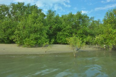 Cox 's Bazar, Bangladeş' teki Bakkhali Nehri 'nin aşağısındaki mangrov ormanının sakin bir manzarası. Görüntüde açık kumlu bir nehir kıyısı, açık mavi bulutların altında yemyeşil bir ağaçla buluşuyor..