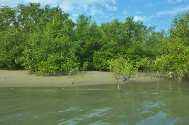 Cox 's Bazar, Bangladeş' teki Bakkhali Nehri 'nin aşağısındaki mangrov ormanının sakin bir manzarası. Görüntüde açık kumlu bir nehir kıyısı, açık mavi bulutların altında yemyeşil bir ağaçla buluşuyor..