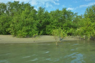 Cox 's Bazar, Bangladeş' teki Bakkhali Nehri 'nin aşağısındaki mangrov ormanının sakin bir manzarası. Görüntüde açık kumlu bir nehir kıyısı, açık mavi bulutların altında yemyeşil bir ağaçla buluşuyor..