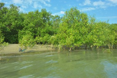 Cox 's Bazar, Bangladeş' teki Bakkhali Nehri 'nin aşağısındaki mangrov ormanının sakin bir manzarası. Görüntüde açık kumlu bir nehir kıyısı, açık mavi bulutların altında yemyeşil bir ağaçla buluşuyor..