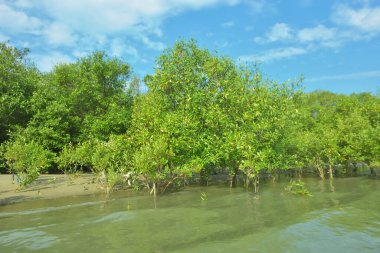 Cox 's Bazar, Bangladeş' teki Bakkhali Nehri 'nin aşağısındaki mangrov ormanının sakin bir manzarası. Görüntüde açık kumlu bir nehir kıyısı, açık mavi bulutların altında yemyeşil bir ağaçla buluşuyor..