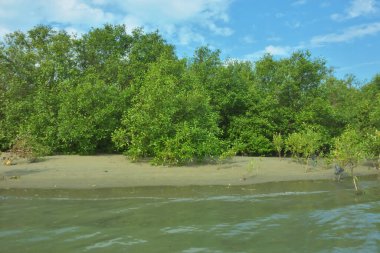 Cox 's Bazar, Bangladeş' teki Bakkhali Nehri 'nin aşağısındaki mangrov ormanının sakin bir manzarası. Görüntüde açık kumlu bir nehir kıyısı, açık mavi bulutların altında yemyeşil bir ağaçla buluşuyor..