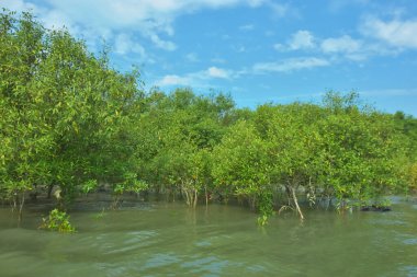 Cox 's Bazar, Bangladeş' teki Bakkhali Nehri 'nin aşağısındaki mangrov ormanının sakin bir manzarası. Görüntüde açık kumlu bir nehir kıyısı, açık mavi bulutların altında yemyeşil bir ağaçla buluşuyor..