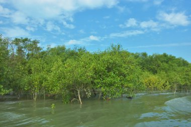 Cox 's Bazar, Bangladeş' teki Bakkhali Nehri 'nin aşağısındaki mangrov ormanının sakin bir manzarası. Görüntüde açık kumlu bir nehir kıyısı, açık mavi bulutların altında yemyeşil bir ağaçla buluşuyor..