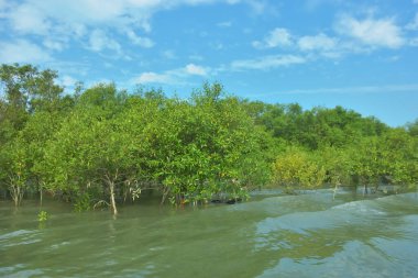 Cox 's Bazar, Bangladeş' teki Bakkhali Nehri 'nin aşağısındaki mangrov ormanının sakin bir manzarası. Görüntüde açık kumlu bir nehir kıyısı, açık mavi bulutların altında yemyeşil bir ağaçla buluşuyor..