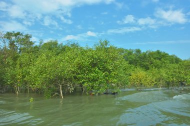 Cox 's Bazar, Bangladeş' teki Bakkhali Nehri 'nin aşağısındaki mangrov ormanının sakin bir manzarası. Görüntüde açık kumlu bir nehir kıyısı, açık mavi bulutların altında yemyeşil bir ağaçla buluşuyor..