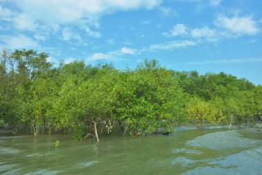 Cox 's Bazar, Bangladeş' teki Bakkhali Nehri 'nin aşağısındaki mangrov ormanının sakin bir manzarası. Görüntüde açık kumlu bir nehir kıyısı, açık mavi bulutların altında yemyeşil bir ağaçla buluşuyor..