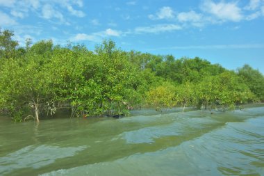 Bangladeş, Cox 's Bazar' daki Bakkhali Nehri boyunca uzanan yemyeşil mangrov ormanının manzarası. Yoğun yeşil ağaçlar, açık mavi gökyüzünün altında yumuşak beyaz bulutlarla dalgalanan su yüzeyiyle buluşur..