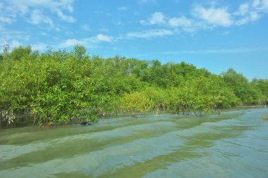 Bangladeş, Cox 's Bazar' daki Bakkhali Nehri boyunca uzanan yemyeşil mangrov ormanının manzarası. Yoğun yeşil ağaçlar, açık mavi gökyüzünün altında yumuşak beyaz bulutlarla dalgalanan su yüzeyiyle buluşur..