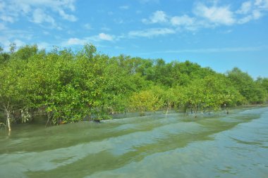 Bangladeş, Cox 's Bazar' daki Bakkhali Nehri boyunca uzanan yemyeşil mangrov ormanının manzarası. Yoğun yeşil ağaçlar, açık mavi gökyüzünün altında yumuşak beyaz bulutlarla dalgalanan su yüzeyiyle buluşur..