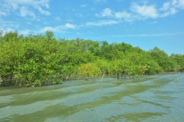 Bangladeş, Cox 's Bazar' daki Bakkhali Nehri boyunca uzanan yemyeşil mangrov ormanının manzarası. Yoğun yeşil ağaçlar, açık mavi gökyüzünün altında yumuşak beyaz bulutlarla dalgalanan su yüzeyiyle buluşur..