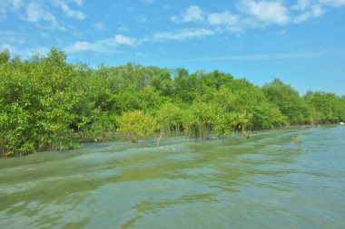Bangladeş, Cox 's Bazar' daki Bakkhali Nehri boyunca uzanan yemyeşil mangrov ormanının manzarası. Yoğun yeşil ağaçlar, açık mavi gökyüzünün altında yumuşak beyaz bulutlarla dalgalanan su yüzeyiyle buluşur..
