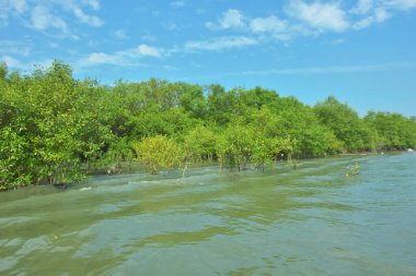 Bangladeş, Cox 's Bazar' daki Bakkhali Nehri boyunca uzanan yemyeşil mangrov ormanının manzarası. Yoğun yeşil ağaçlar, açık mavi gökyüzünün altında yumuşak beyaz bulutlarla dalgalanan su yüzeyiyle buluşur..