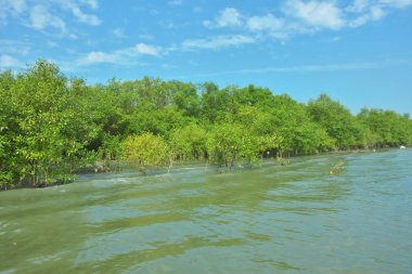 Bangladeş, Cox 's Bazar' daki Bakkhali Nehri boyunca uzanan yemyeşil mangrov ormanının manzarası. Yoğun yeşil ağaçlar, açık mavi gökyüzünün altında yumuşak beyaz bulutlarla dalgalanan su yüzeyiyle buluşur..