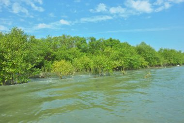 Bangladeş, Cox 's Bazar' daki Bakkhali Nehri boyunca uzanan yemyeşil mangrov ormanının manzarası. Yoğun yeşil ağaçlar, açık mavi gökyüzünün altında yumuşak beyaz bulutlarla dalgalanan su yüzeyiyle buluşur..
