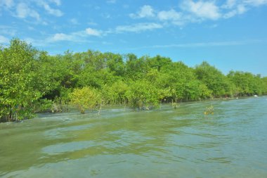 Bangladeş, Cox 's Bazar' daki Bakkhali Nehri boyunca uzanan yemyeşil mangrov ormanının manzarası. Yoğun yeşil ağaçlar, açık mavi gökyüzünün altında yumuşak beyaz bulutlarla dalgalanan su yüzeyiyle buluşur..