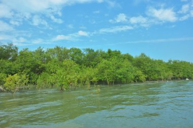 Bangladeş, Cox 's Bazar' daki Bakkhali Nehri boyunca uzanan yemyeşil mangrov ormanının manzarası. Yoğun yeşil ağaçlar, açık mavi gökyüzünün altında yumuşak beyaz bulutlarla dalgalanan su yüzeyiyle buluşur..