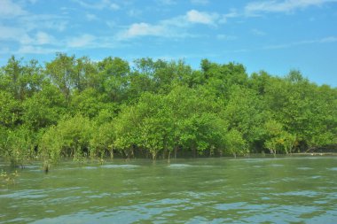 Bangladeş, Cox 's Bazar' daki Bakkhali Nehri boyunca uzanan yemyeşil mangrov ormanının manzarası. Yoğun yeşil ağaçlar, açık mavi gökyüzünün altında yumuşak beyaz bulutlarla dalgalanan su yüzeyiyle buluşur..