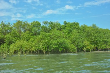 Bangladeş, Cox 's Bazar' daki Bakkhali Nehri boyunca uzanan yemyeşil mangrov ormanının manzarası. Yoğun yeşil ağaçlar, açık mavi gökyüzünün altında yumuşak beyaz bulutlarla dalgalanan su yüzeyiyle buluşur..