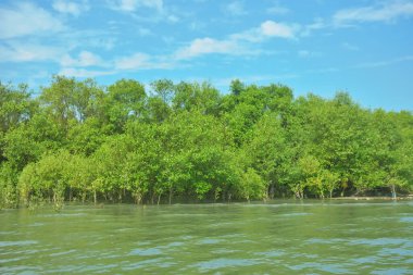 Bangladeş, Cox 's Bazar' daki Bakkhali Nehri boyunca uzanan yemyeşil mangrov ormanının manzarası. Yoğun yeşil ağaçlar, açık mavi gökyüzünün altında yumuşak beyaz bulutlarla dalgalanan su yüzeyiyle buluşur..