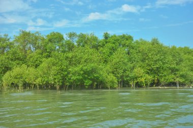 Bangladeş, Cox 's Bazar' daki Bakkhali Nehri boyunca uzanan yemyeşil mangrov ormanının manzarası. Yoğun yeşil ağaçlar, açık mavi gökyüzünün altında yumuşak beyaz bulutlarla dalgalanan su yüzeyiyle buluşur..