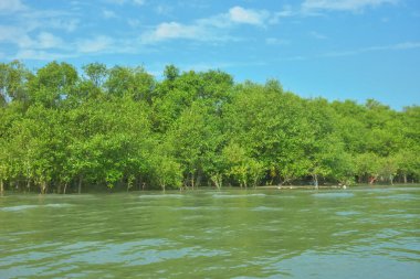 Coxs Bazar, Bangladeş 'teki Bakkhali Nehri' nin gelgit suları boyunca uzanan yoğun yeşil mangrov ormanı sakin bir su, yemyeşil bitki örtüsü ve sakin bir çevre manzarasında doğal gün ışığını gösteren tropikal bir kıyı ekosistemini gösteriyor..
