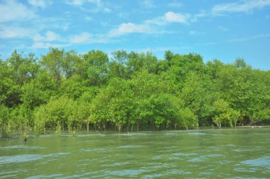 Coxs Bazar, Bangladeş 'teki Bakkhali Nehri' nin gelgit suları boyunca uzanan yoğun yeşil mangrov ormanı sakin bir su, yemyeşil bitki örtüsü ve sakin bir çevre manzarasında doğal gün ışığını gösteren tropikal bir kıyı ekosistemini gösteriyor..