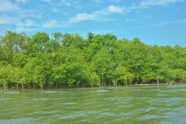 Coxs Bazar, Bangladeş 'teki Bakkhali Nehri' nin gelgit suları boyunca uzanan yoğun yeşil mangrov ormanı sakin bir su, yemyeşil bitki örtüsü ve sakin bir çevre manzarasında doğal gün ışığını gösteren tropikal bir kıyı ekosistemini gösteriyor..